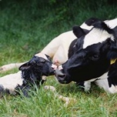 cow-calf-235x236